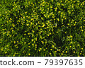 Gagea minima flowers and grass outdoors 79397635