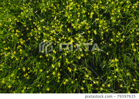 Gagea minima flowers and grass outdoors Gagea minima flowers and grass outdoors 79397635