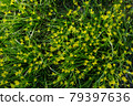 Gagea minima flowers and grass outdoors 79397636