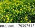 Gagea minima flowers and grass outdoors 79397637
