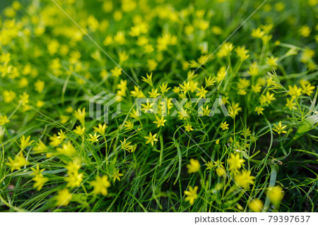 Gagea minima flowers and grass outdoors Gagea minima flowers and grass outdoors 79397637