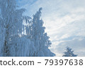 Tree covered in hoarfrost and sky 79397638