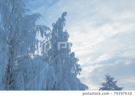 Tree covered in hoarfrost and sky Tree covered in hoarfrost and sky 79397638