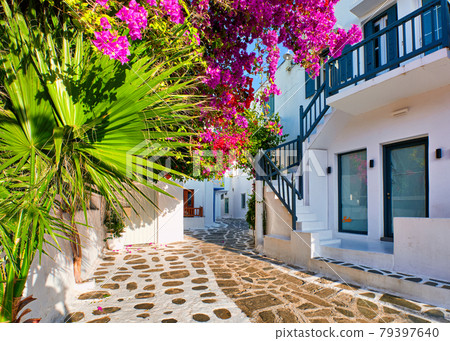 Beautiful traditional street in Greek island town. Whitewashed houses, bougainvillea in blossom, palm tree leaves, cobblestone. Mykonos, Greece Beautiful traditional street in Greek island town. Whitewashed houses, bougainvillea in blossom, palm tree leaves, cobblestone. Mykonos, Greece 79397640