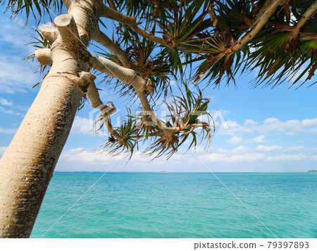 Okinawa, beautiful sea and Adan tree seen from Bibi beach Okinawa, beautiful sea and Adan tree seen from Bibi beach 79397893