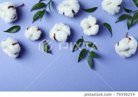 Cotton plant flowers and leaves on violet background Cotton plant flowers and leaves on violet background 79398254