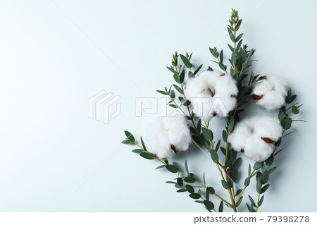 Cotton plant flowers and branch with leaves on white background Cotton plant flowers and branch with leaves on white background 79398278