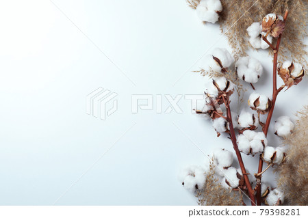 Cotton plant branches and reeds on white background Cotton plant branches and reeds on white background 79398281
