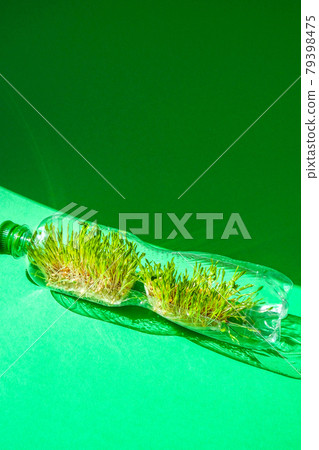 Young green plants in plastic bottle. Ecology and Environmental conversation. Earth day concept. Global pollution of the planet. Seedling Young green plants in plastic bottle. Ecology and Environmental conversation. Earth day concept. Global pollution of the planet. Seedling 79398475