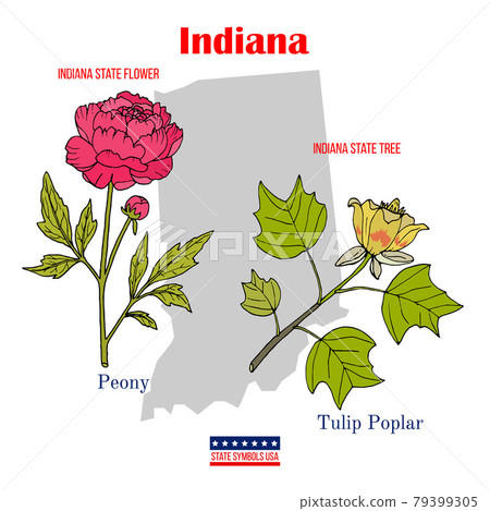 Indiana. Set of USA official state symbols 79399305