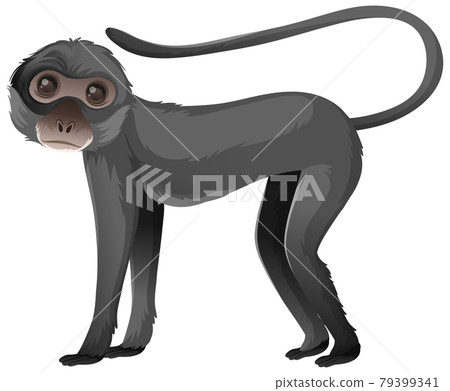 Animal cartoon character of Spider monkey on white background Animal cartoon character of Spider monkey on white background 79399341