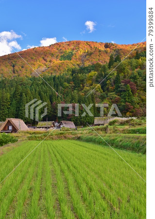 世界遺產白川鄉合掌造村秋景 世界遺產白川鄉合掌造村秋景 79399884