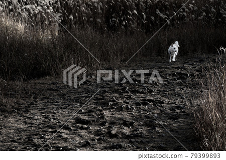 丟失的小狗 79399893