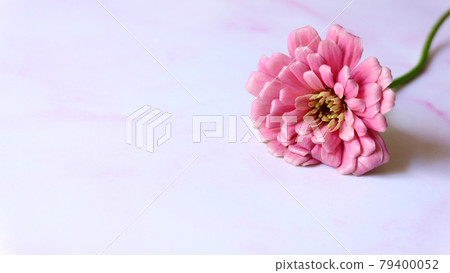 A single pink gerbera daisy flower, on a pink marble surface. With copy space on the left. A single pink gerbera daisy flower, on a pink marble surface. With copy space on the left. 79400052