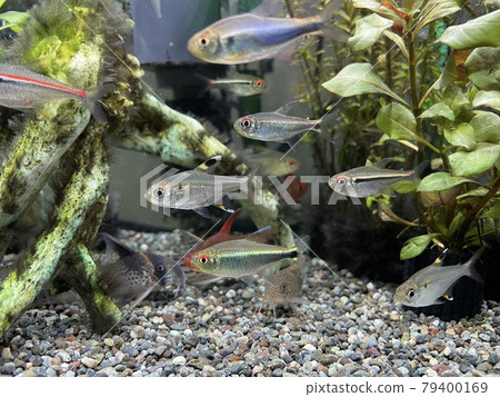 水族館熱帶魚缸 79400169