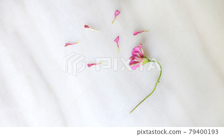 Flat lay of a wilted flower head, with some of the fallen the pink petals spreading around the flower head. Flat lay of a wilted flower head, with some of the fallen the pink petals spreading around the flower head. 79400193