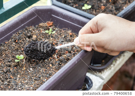 Coffee grounds being added to baby basil plant as natural organic fertilizer rich in nitrogen for growth 79400658