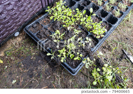 Germinated vegetable with poor health due to overly watering with wet soil that rot the roots Germinated vegetable with poor health due to overly watering with wet soil that rot the roots 79400665