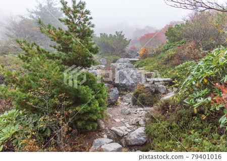 Mountain trail of Mt. Chausu (Mt. Nasu) surrounded by fog [Nasu Town, Tochigi Prefecture] 79401016