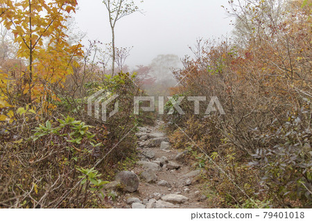Mountain trail of Mt. Chausu (Mt. Nasu) surrounded by fog [Nasu Town, Tochigi Prefecture] 79401018