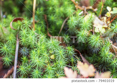 Sugigoke dripping raindrops [Mt. Nasu, Tochigi Prefecture] 79401019
