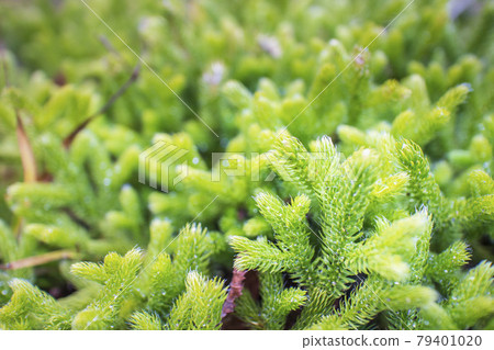 Hikagenokazura growing in the corner of the mountain road [Mt. Nasu, Tochigi Prefecture] 79401020