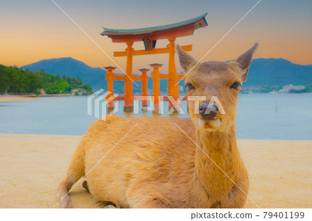 晚上在宮島嚴島神社的鳥居和母鹿 79401199
