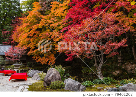 京都南禪寺龍吟庭園的秋葉 79401202