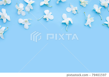 Beautiful white orchid flowers on blue background. Beautiful white orchid flowers on blue background. 79401597