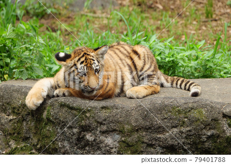 Amur tiger cub like a cat 79401788