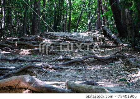 Mt. Takao mountain trail Inariyama course Tree roots 79401906