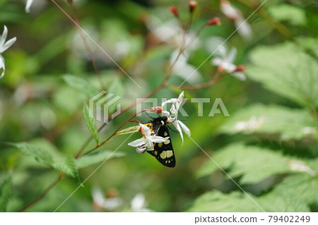 Bowman's root sucking nectar 79402249