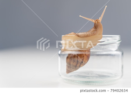 Close-up of a snail crawling on an empty glass jar on a white background. The use of shellfish in cosmetology. 79402634
