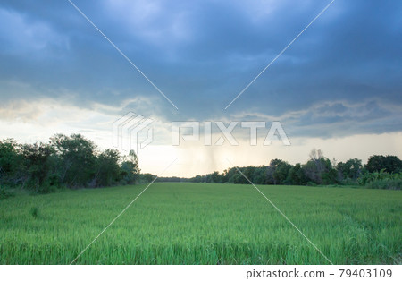 Super storm Dark and cloud in the evening before raining over the rice field. 79403109