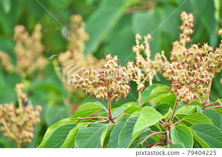 Cream-colored Mallotus japonicus flower Cream-colored Mallotus japonicus flower 79404225