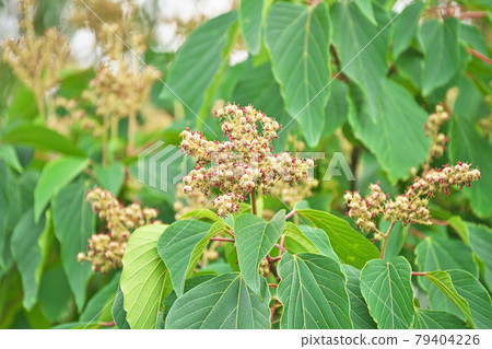 Cream-colored Mallotus japonicus flower Cream-colored Mallotus japonicus flower 79404226