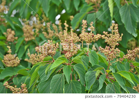 Cream-colored Mallotus japonicus flower 79404230