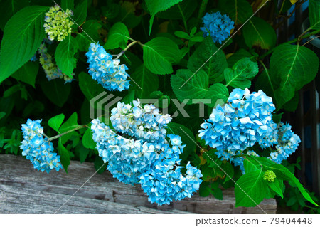 Blue hydrangea flower Blue hydrangea flower 79404448