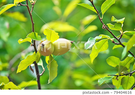 夏季未成熟木瓜果實 夏季未成熟木瓜果實 79404616