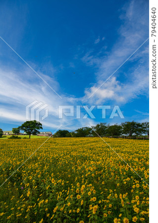 高千穗牧場在夏天 高千穗牧場在夏天 79404640