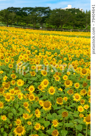 高千穗牧場在夏天 79404641