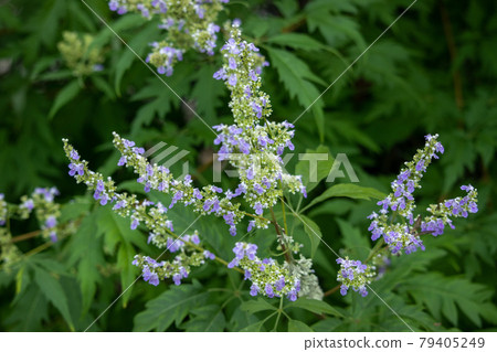 胡蘿蔔我的花 胡蘿蔔我的花 79405249