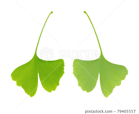 Green ginkgo leaf, front and back view, close-up, from above, isolated, on white background. Ginkgo biloba, also gingko or maidenhair tree, as a leaf symbol of the city Tokyo, capital of Japan. Photo. Green ginkgo leaf, front and back view, close-up, from above, isolated, on white background. Ginkgo biloba, also gingko or maidenhair tree, as a leaf symbol of the city Tokyo, capital of Japan. Photo. 79405557