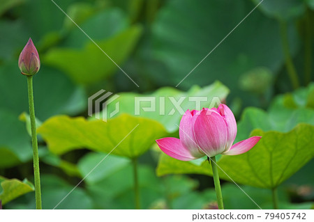 Pink lotus flower Pink lotus flower 79405742
