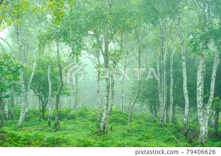 Misty birch 79406626