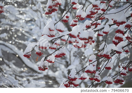 Nanakamado Nanakamado 79406670