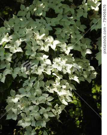 Full bloom of Kousa dogwood flowers 79406876