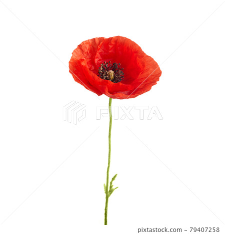 Bright red poppy flower isolated on white background. Bright red poppy flower isolated on white background. 79407258
