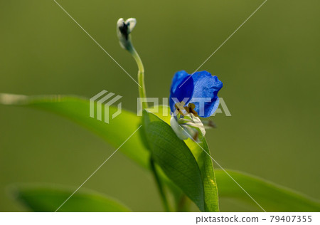 Fireflies are flowers that bloom during the rainy season 79407355