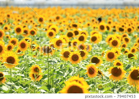 Sunflower field in full bloom Sunflower field in full bloom 79407453